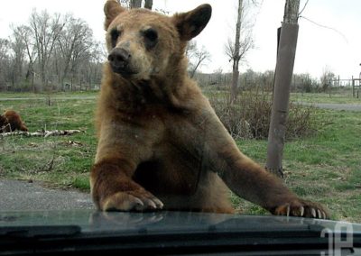 Bear Attacks Our Car at Yellowstone Bear World!