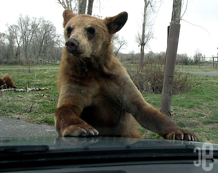 Bear Attacks Our Car at Yellowstone Bear World! | Caryn Esplin | Fine Art  Photography