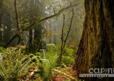 Countdown: Top 50 Summer Pics: #25 Ferns in Light