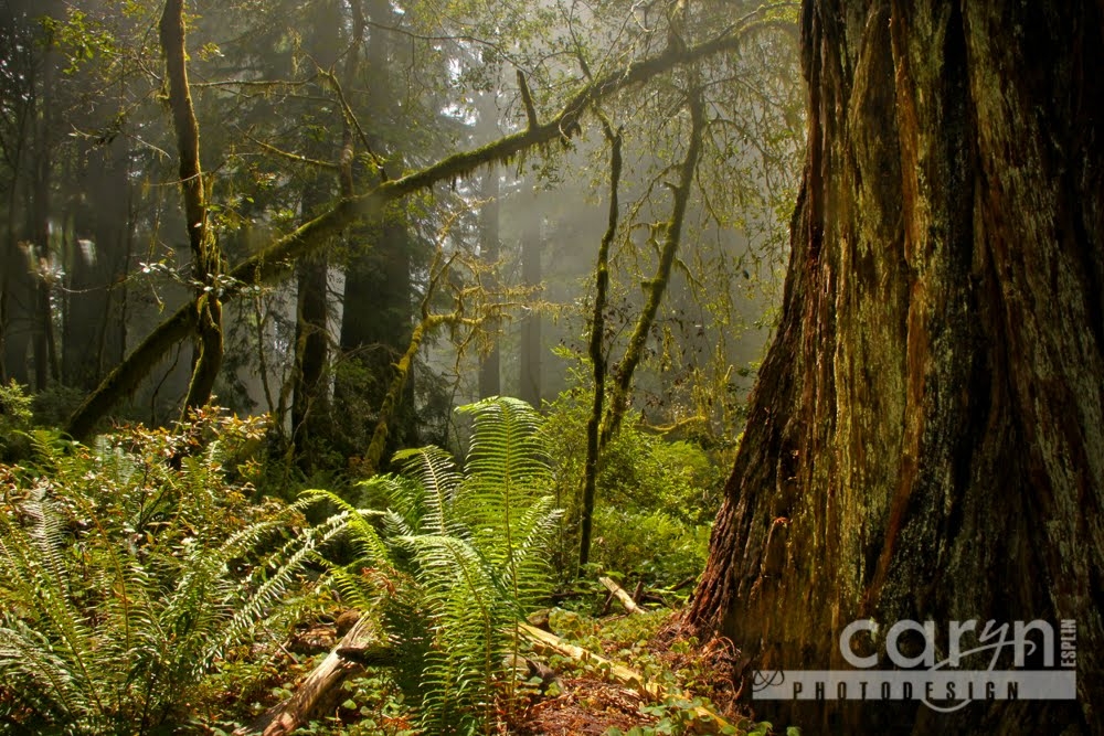 Countdown: Top 50 Summer Pics: #25 Ferns in Light