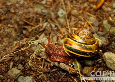 Countdown: Top 50 Summer Pics: #30 – Redwood Forest Snail