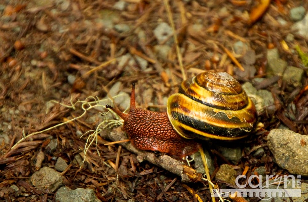 Countdown: Top 50 Summer Pics: #30 – Redwood Forest Snail