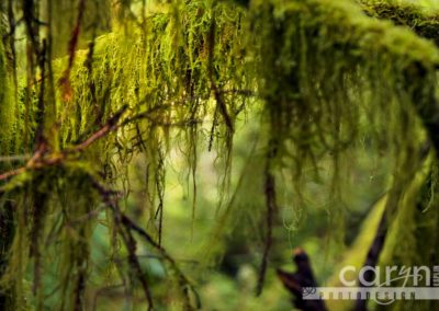 Countdown: Top 50 Summer Pics: #16 – Redwood Moss