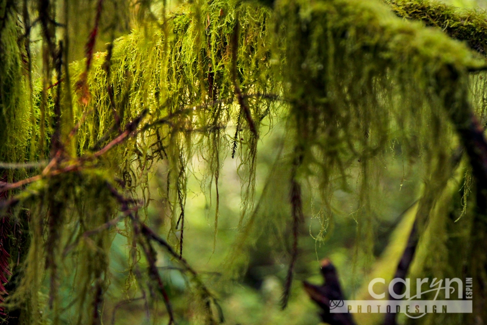 Countdown: Top 50 Summer Pics: #16 – Redwood Moss