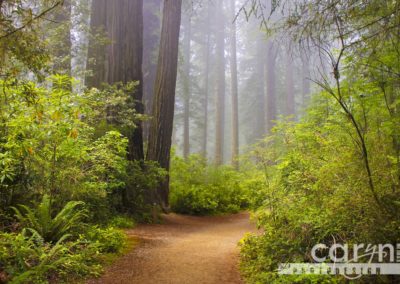 Countdown: Top 50 Summer Pics: #3 – Redwood Path