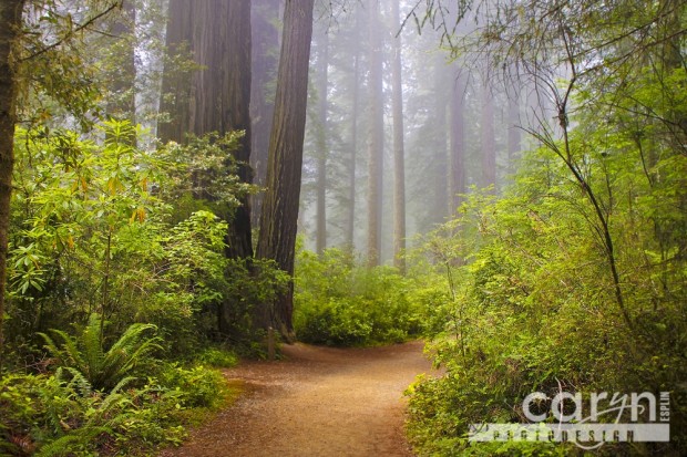 Caryn Esplin - Redwood Path