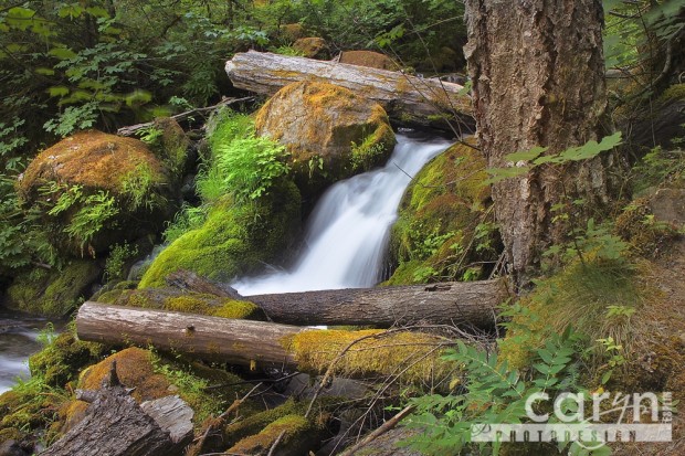 Caryn Esplin - Watson Falls - Oregon