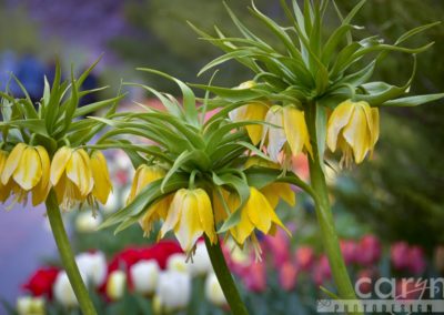 Tulip Festival at Thanksgiving Point – Utah