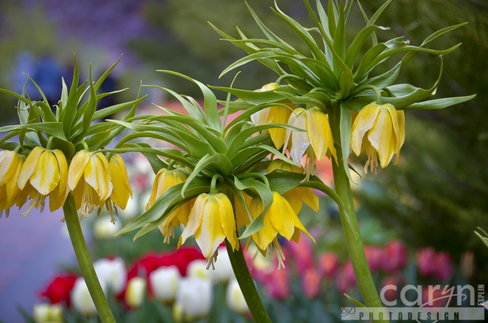 Tulip Festival at Thanksgiving Point – Utah