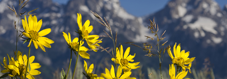 Teton Wildflowers on Antelope Flats Road