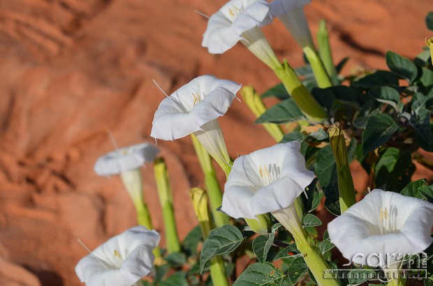 Caryn Esplin - Lake Powell Lily Bouqet