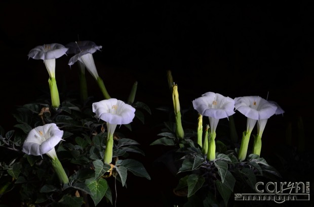 Caryn Esplin - Night Lilies - Light Painting Lake Powell flowers