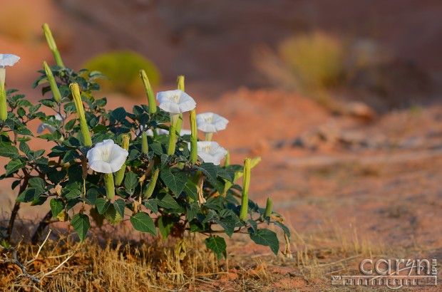 Caryn Esplin - Lake Powell Lilies - Desert Blooms