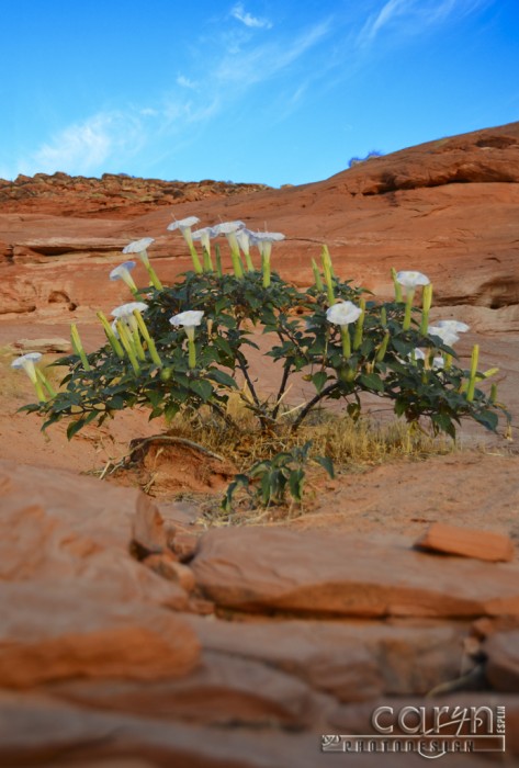 Caryn Esplin - Desert Lily Bush