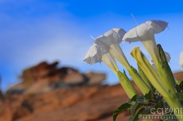 Caryn Esplin - Lake Powell Lilies