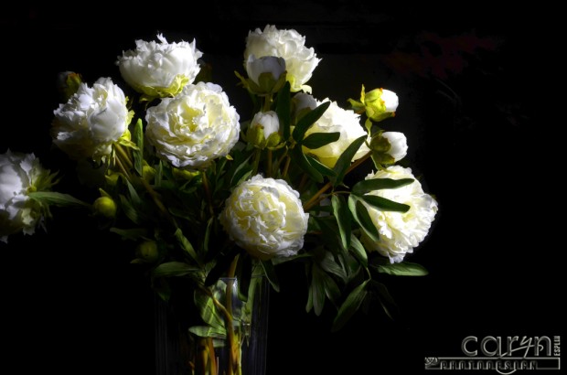 Caryn Esplin Light Painting - Vase of White Flowers