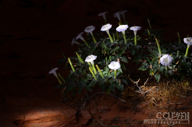 Caryn Esplin - Light Painted Lilies at Lake Powell