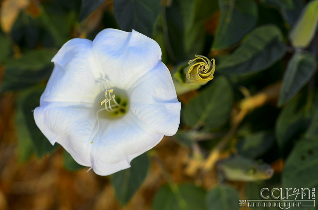 Lake Powell Lilies – 18 hr. Desert Bouquet