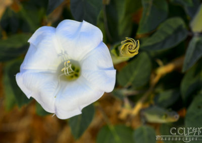 Lake Powell Lilies – 18 hr. Desert Bouquet