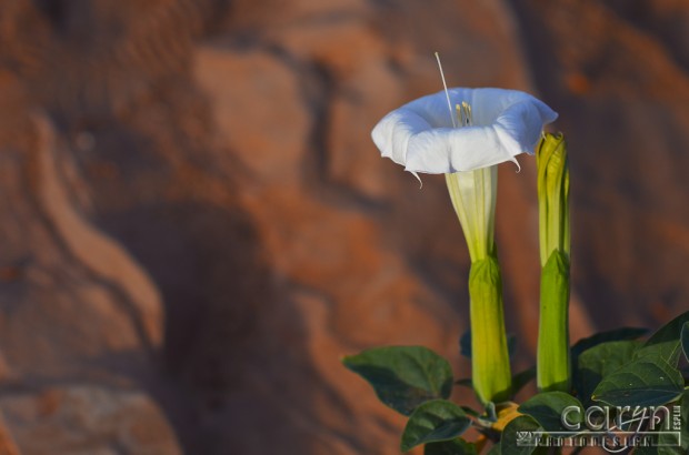 Caryn Esplin - Red Rock Lily - Lake Powell