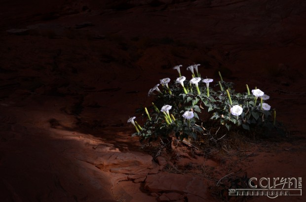 Caryn Esplin - Rock Crop Lilies - Light Painting Lake Powell flowers