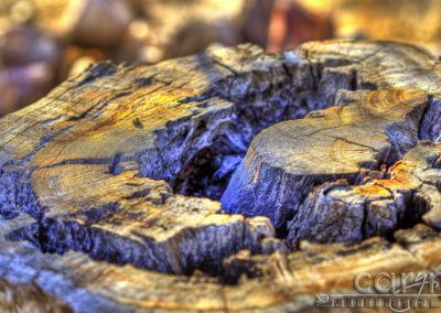 Old Stump in Morning Light