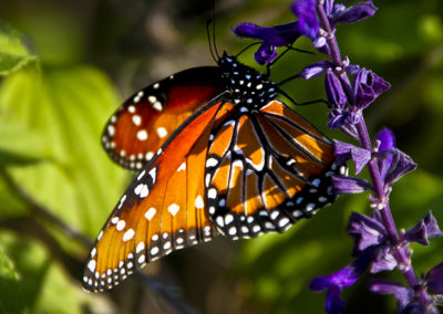 San Antonio – Monarch Butterfly