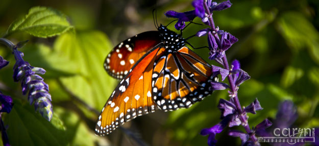 San Antonio – Monarch Butterfly | Caryn Esplin | Fine Art Photography