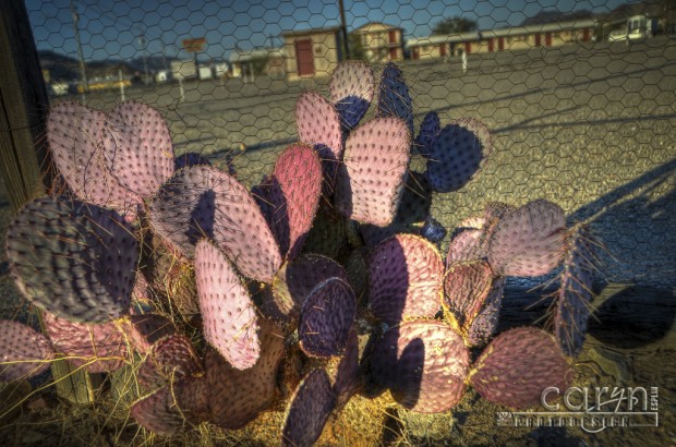 Caryn Esplin - Quartzsite, AZ - Pink Cactus