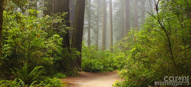 Caryn Esplin - Redwood Path