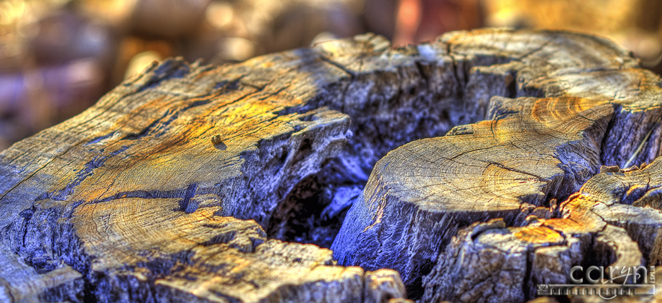 Old Stump – HDR