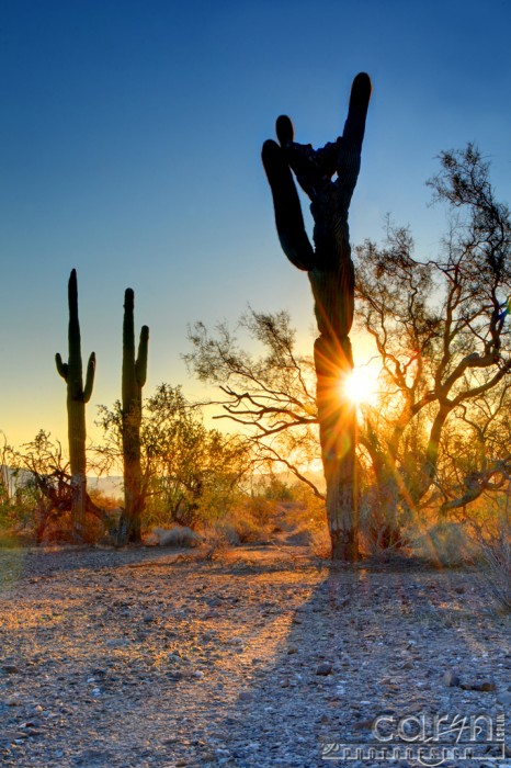 Caryn Esplin - Arizona Sunburst - Quartzsite, Arizona