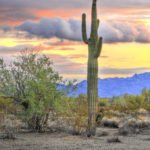 Caryn Esplin - CactusColorPalette - Quartzsite, Arizona