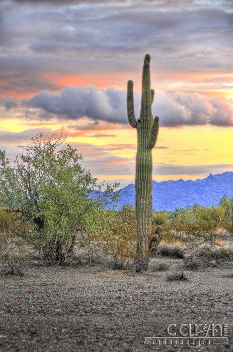 Caryn Esplin - CactusColorPalette - Quartzsite, Arizona