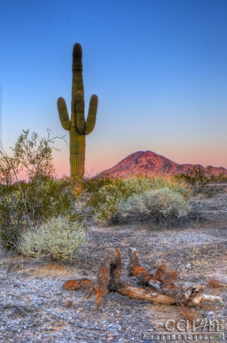 Caryn Esplin - Desert First Light - Quartzsite, Arizona