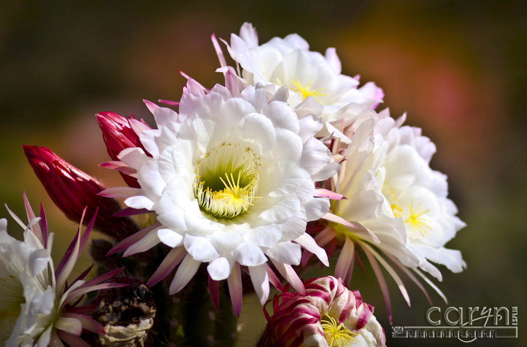 St. George Cactus