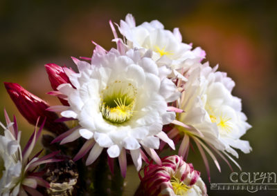 St. George Cactus