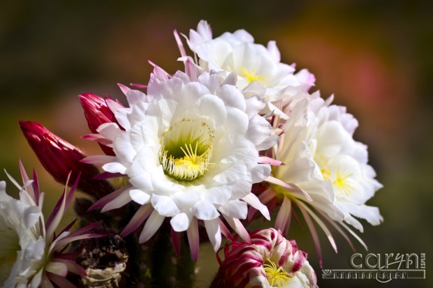 Caryn Esplin - St. George Cactus