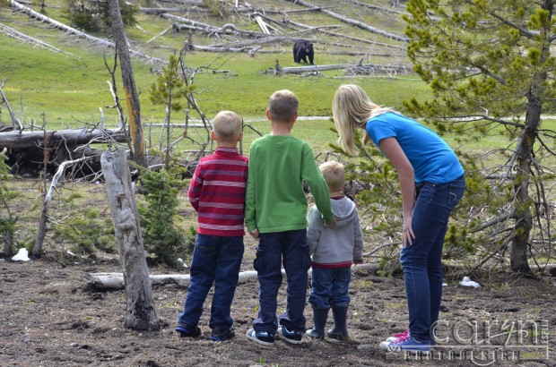 Caryn Esplin - Yellowstone Bear Watching