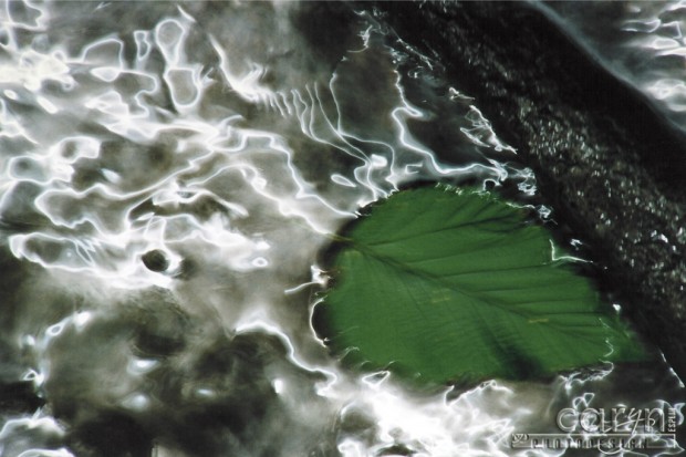 Caryn Esplin - Electric Leaf - Oregon Coast Rainforest