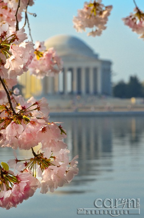 Cherry Blossoms - Jefferson Monument- Washington D.C. - Tidal Basin - Caryn Esplin