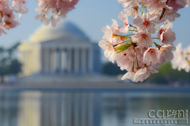 Jefferson Memorial - Cherry Blossom Festival - Sunrise - Caryn Esplin