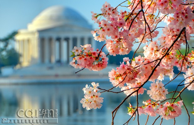 Jefferson Memorial - Cherry Blossom Festival - Sunrise - Caryn Esplin