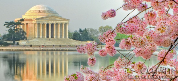 100th Anniversary - Cherry Blossom Festival - Washington D.C. - Tidal Basin - Jefferson MemorialCaryn Esplin