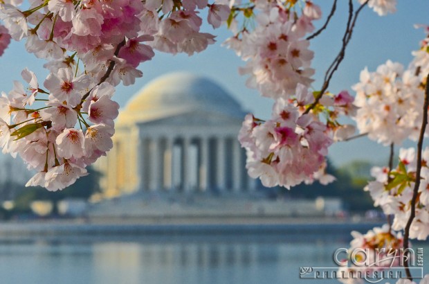 Cherry Blossom Dome - Jefferson Monument - Washington D.C. 