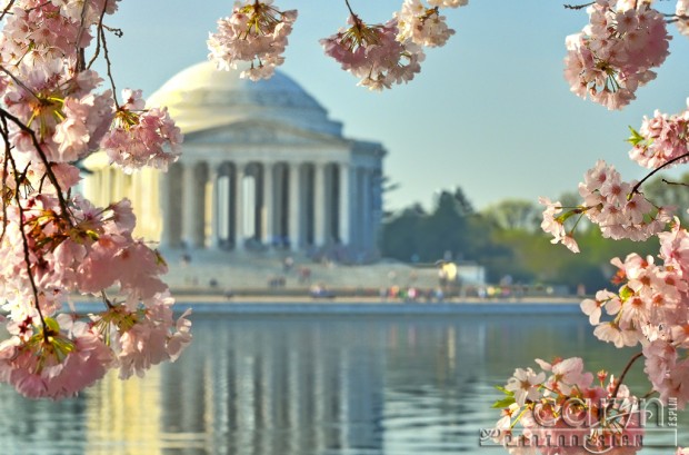 CherryCherry Blossoms - Jefferson Memorial - Washington D.C. - Tidal Basin - Caryn Esplin