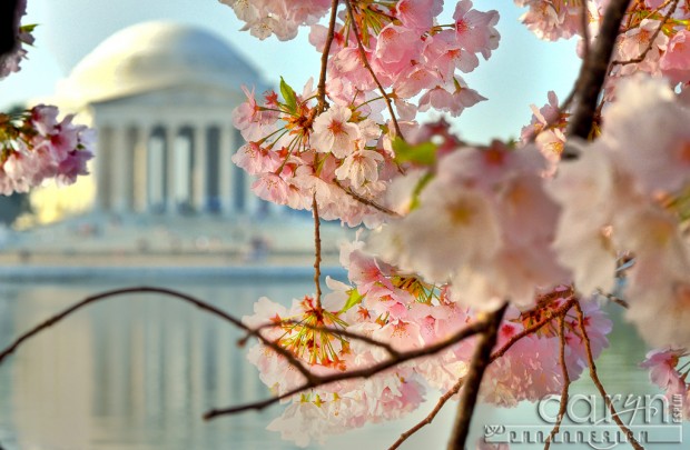 Jefferson Memorial - Washington D.C. - CherryBlossoms - Tidal Basin - Caryn Esplin