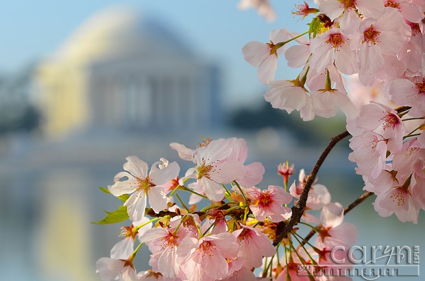 Tidal Basin - Jefferson Memorial - Cherry Blossoms - Washington D.C. - Caryn Esplin