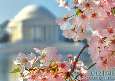 Jefferson Memorial – Cherry Blossom Festival!