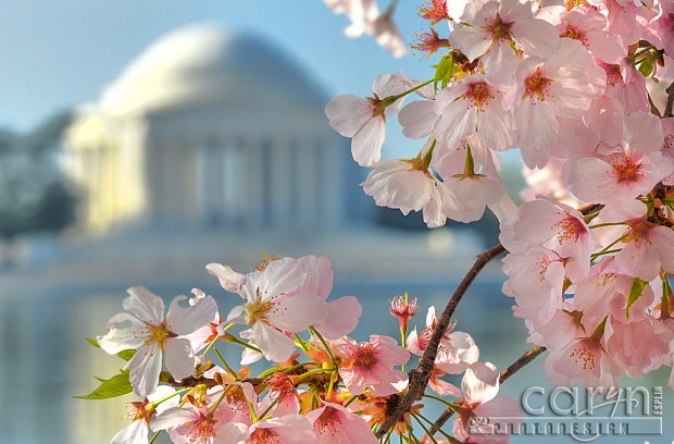 Jefferson Memorial - Washington D.C. - CherryBlossoms - Tidal Basin - Caryn Esplin